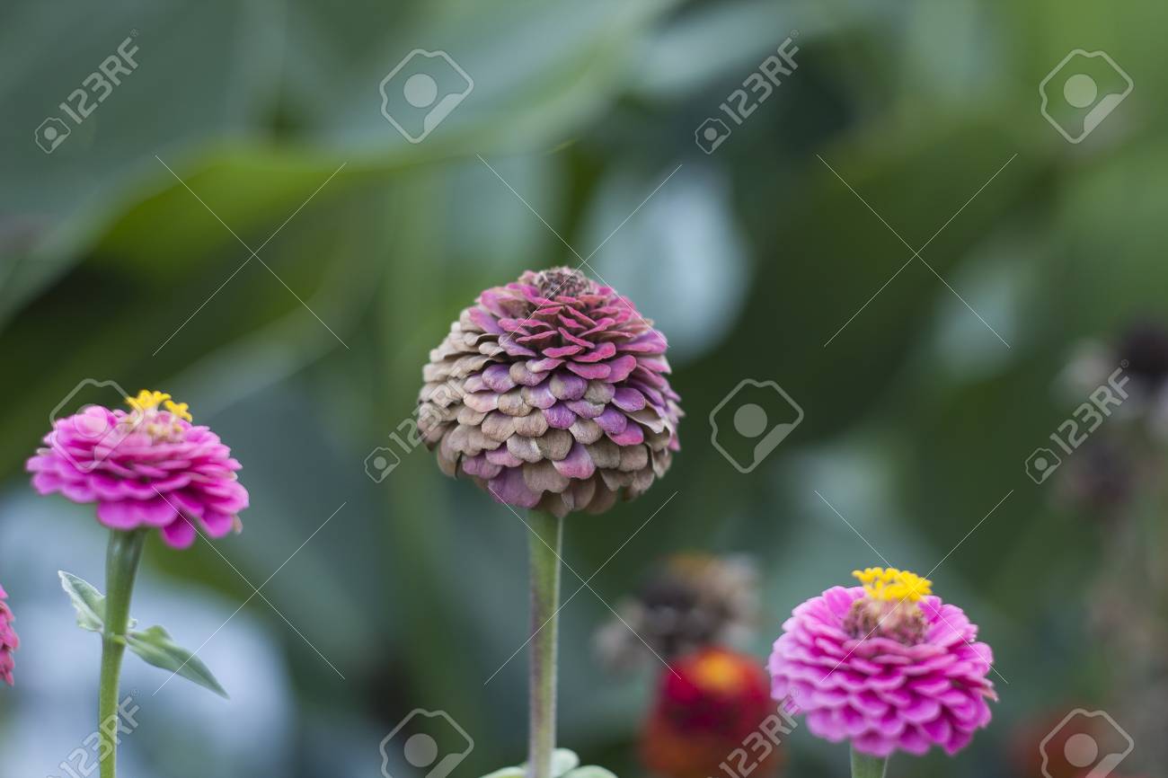 夏の庭で枯れたピンクの花ジニアエレガンス の写真素材 画像素材 Image 9153