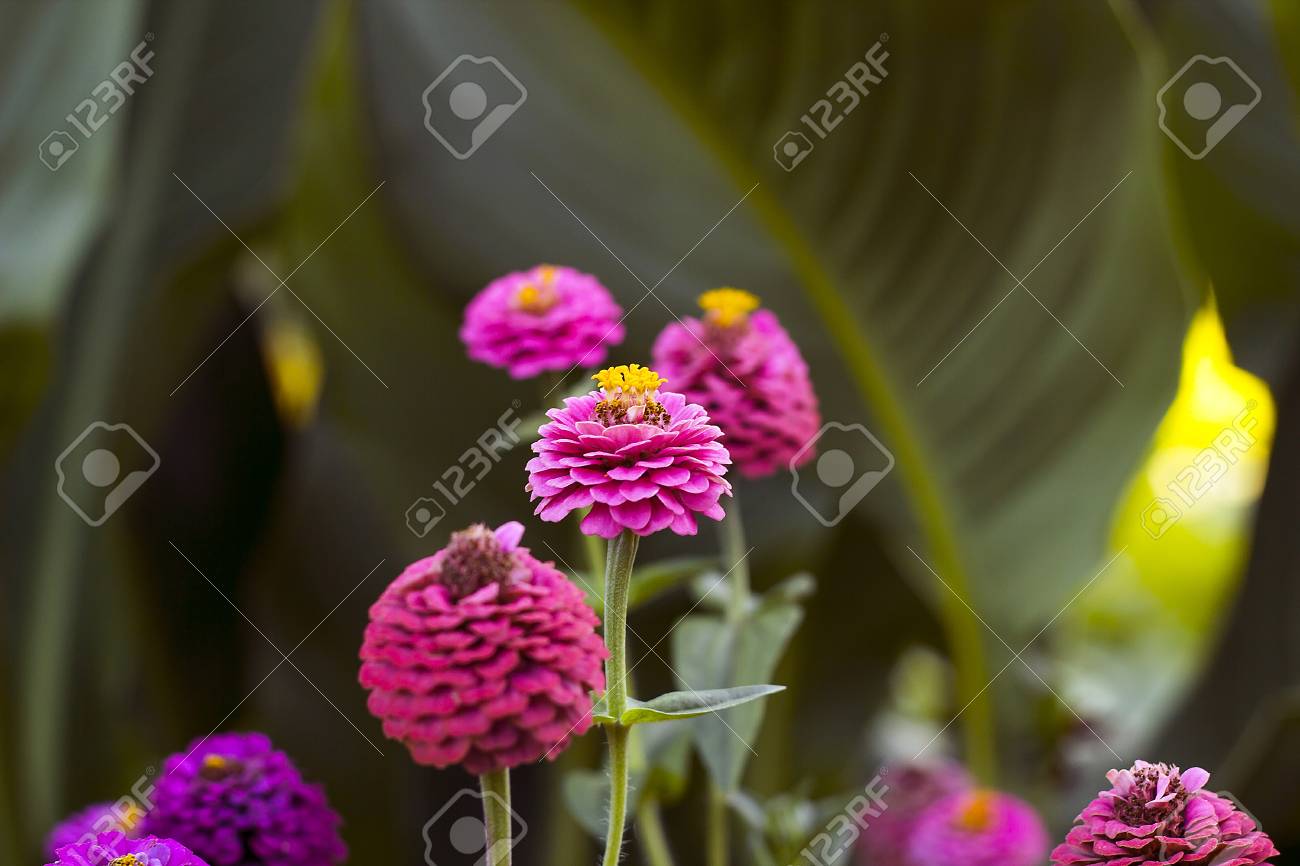 夏の庭で育つピンクの小さな花ジニアエレガンス レトロな色 の写真素材 画像素材 Image 9632