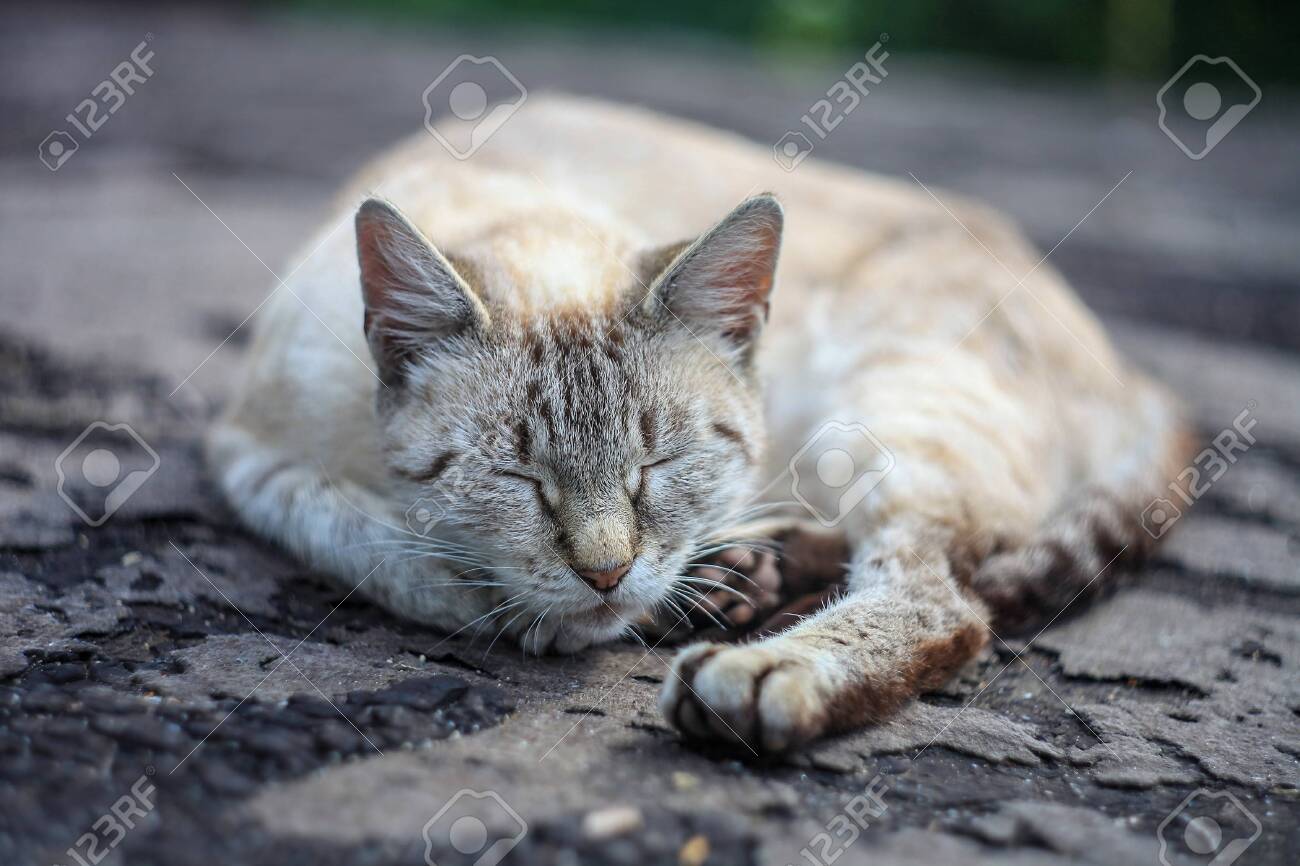 etiam-dictum-ipsum-a-felis