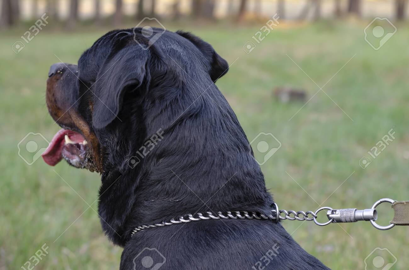 large male rottweiler