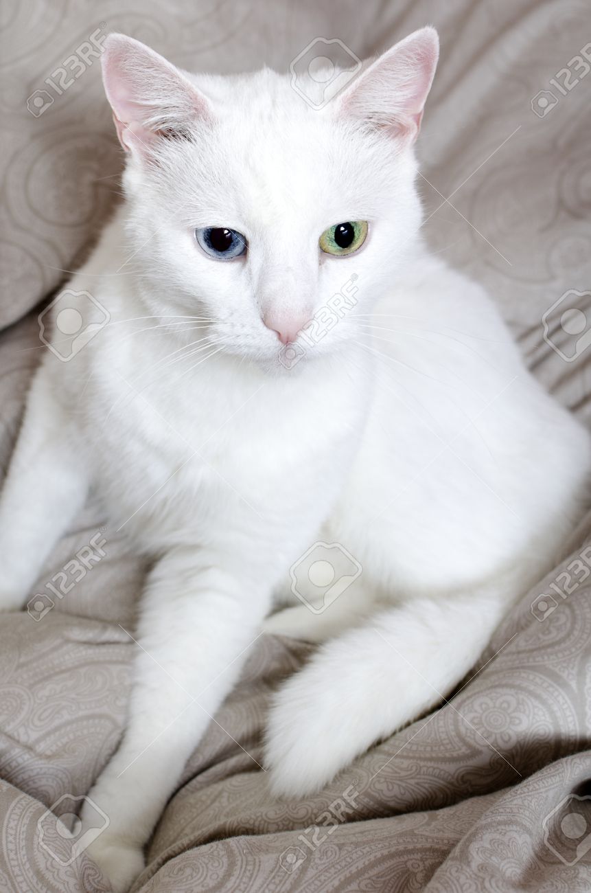 Portrait Of White Cat With Different Eyes Blue And Green Stock Photo Picture And Royalty Free Image Image