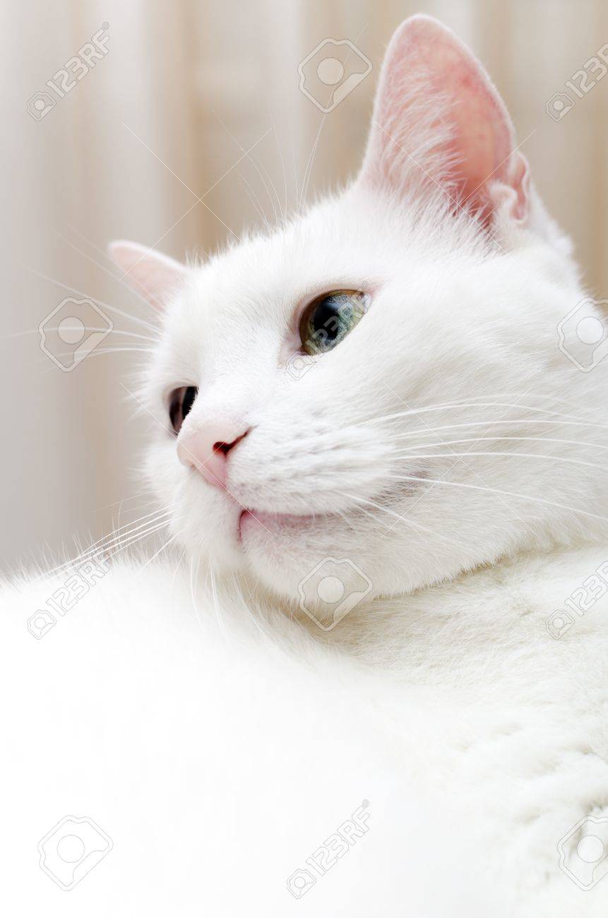 Portrait De Chat Blanc Avec Des Yeux Différents Bleu Et Vert