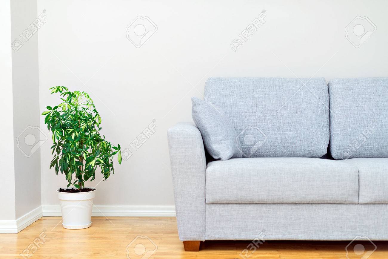 Gray sofa and green plant. Room interior. - 44391741 Gray sofa and green plant. Room interior. - 44391741