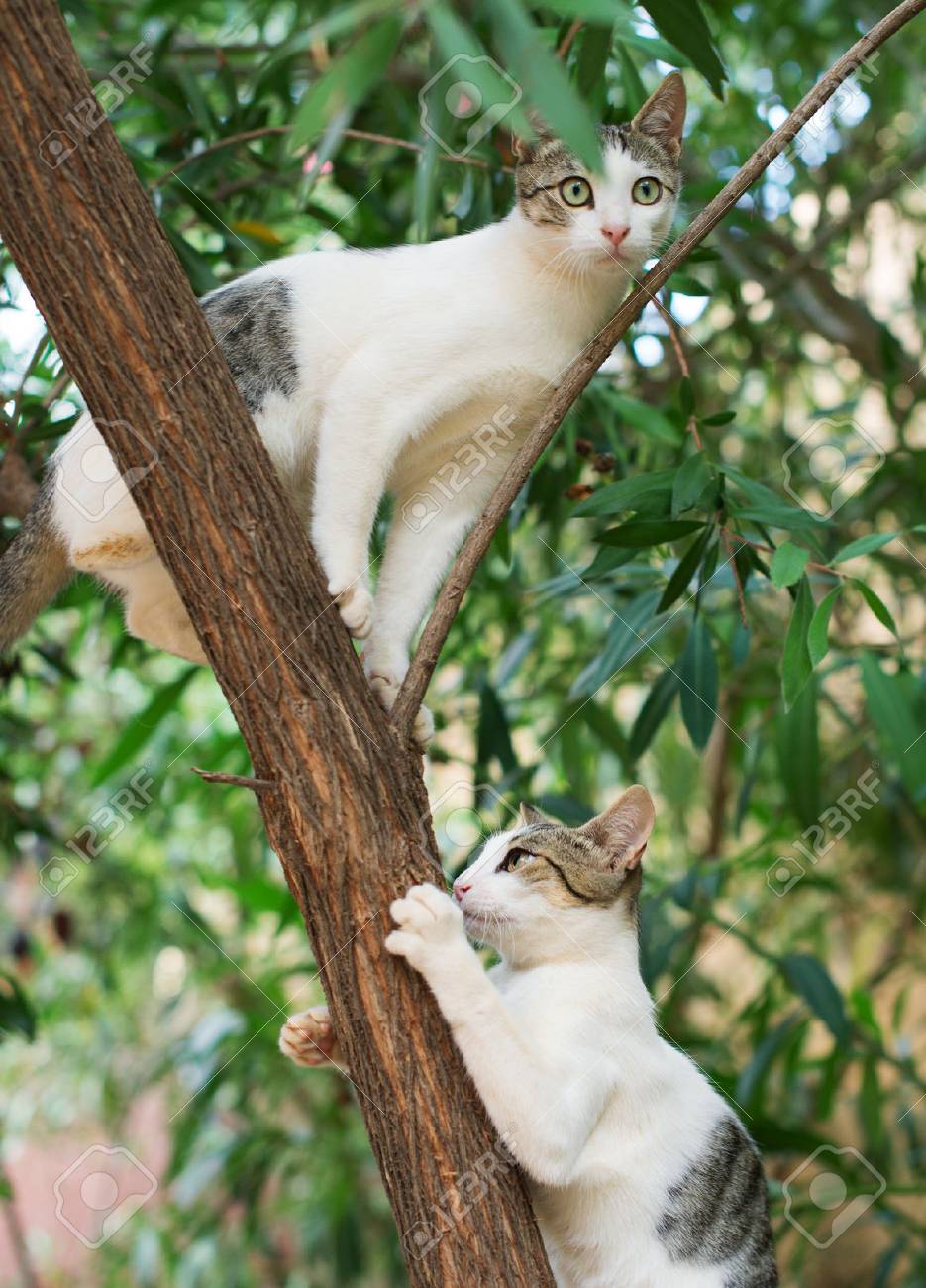 cats climbing trees