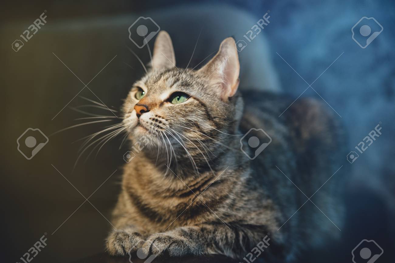 etiam-dictum-ipsum-a-felis