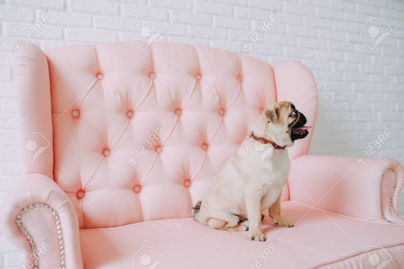 pink dog sofa