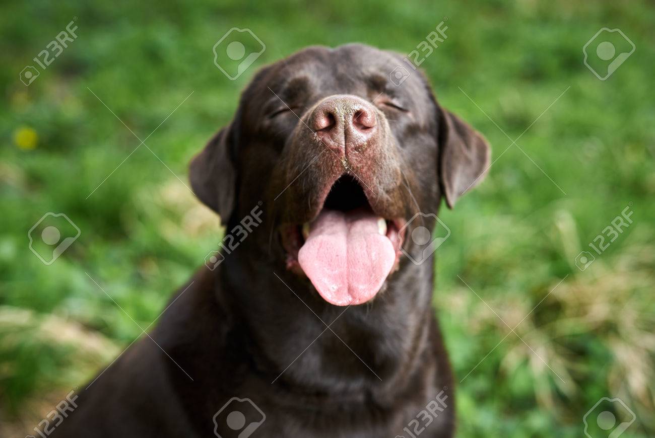 黒いラブラドール犬 犬の舌を突き出した の写真素材 画像素材 Image