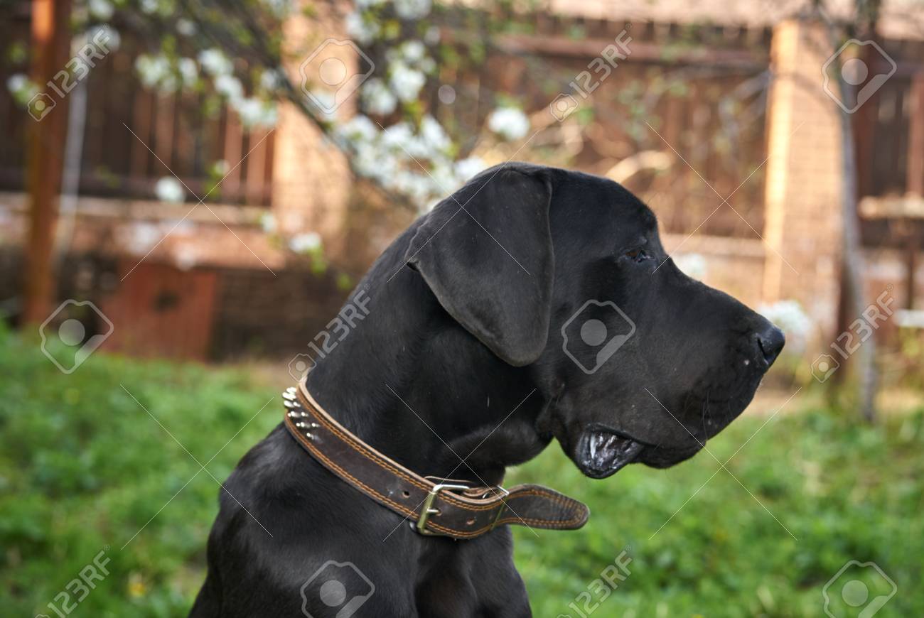 首輪 黒犬 犬と犬の散歩します の写真素材 画像素材 Image