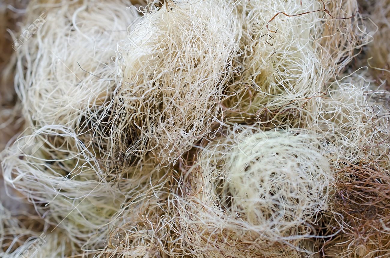natural background corn fiber close up corn fiber