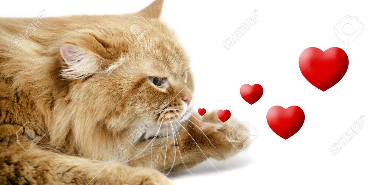 17101795-Head-beautiful-purebred-red-cat-close-up-send-air-kiss-isolated--Stock-Photo.jpg