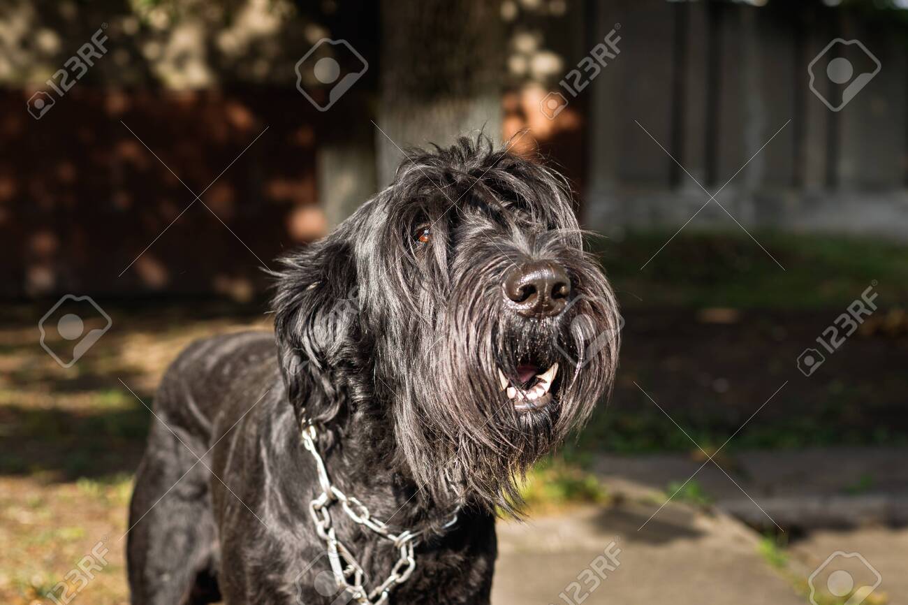 large black long haired dog