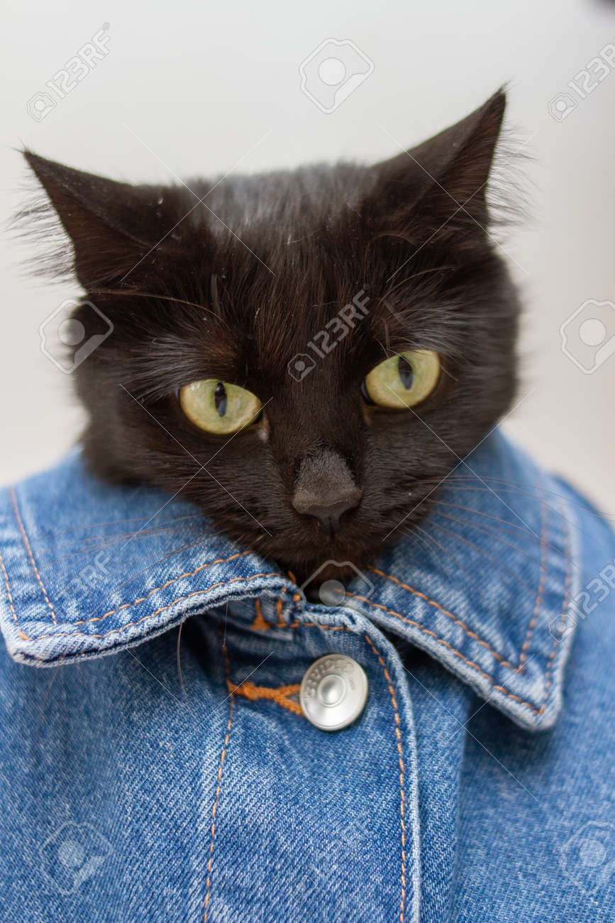 cat wearing jacket