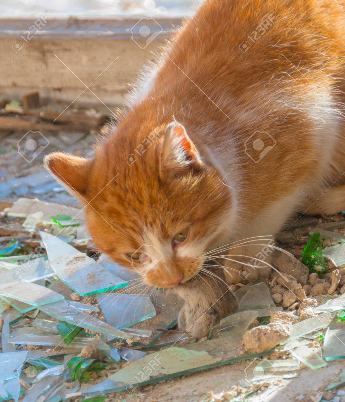Dans La Machoire D Un Chat Attrape La Souris Les Rongeurs Mangeant Banque D Images Et Photos Libres De Droits Image