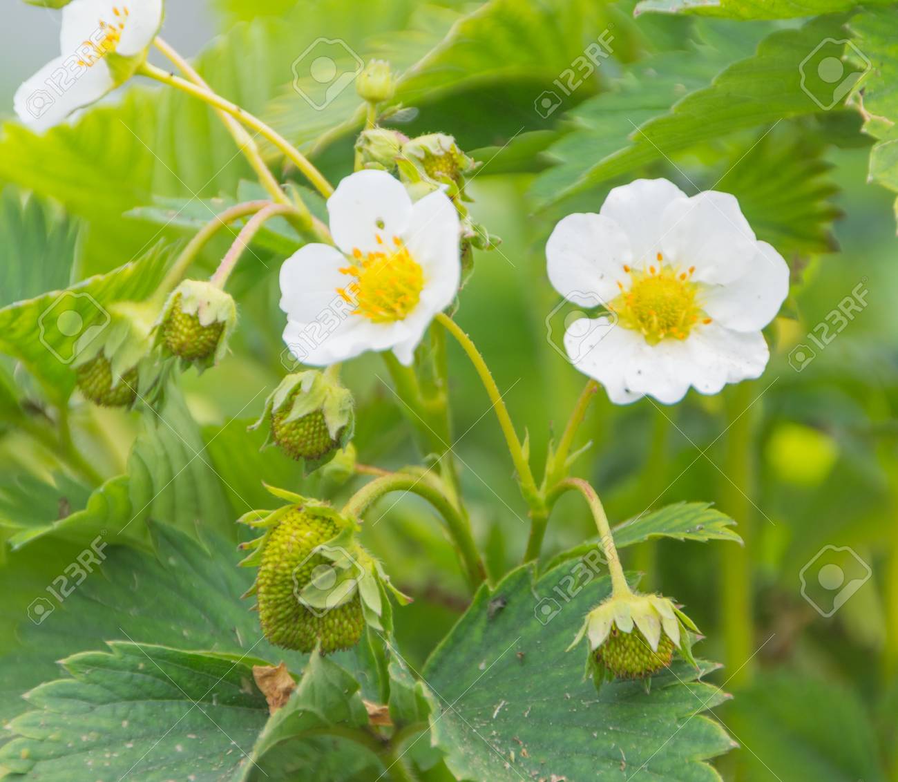 緑の果実とイチゴのブッシュの白い花 の写真素材 画像素材 Image