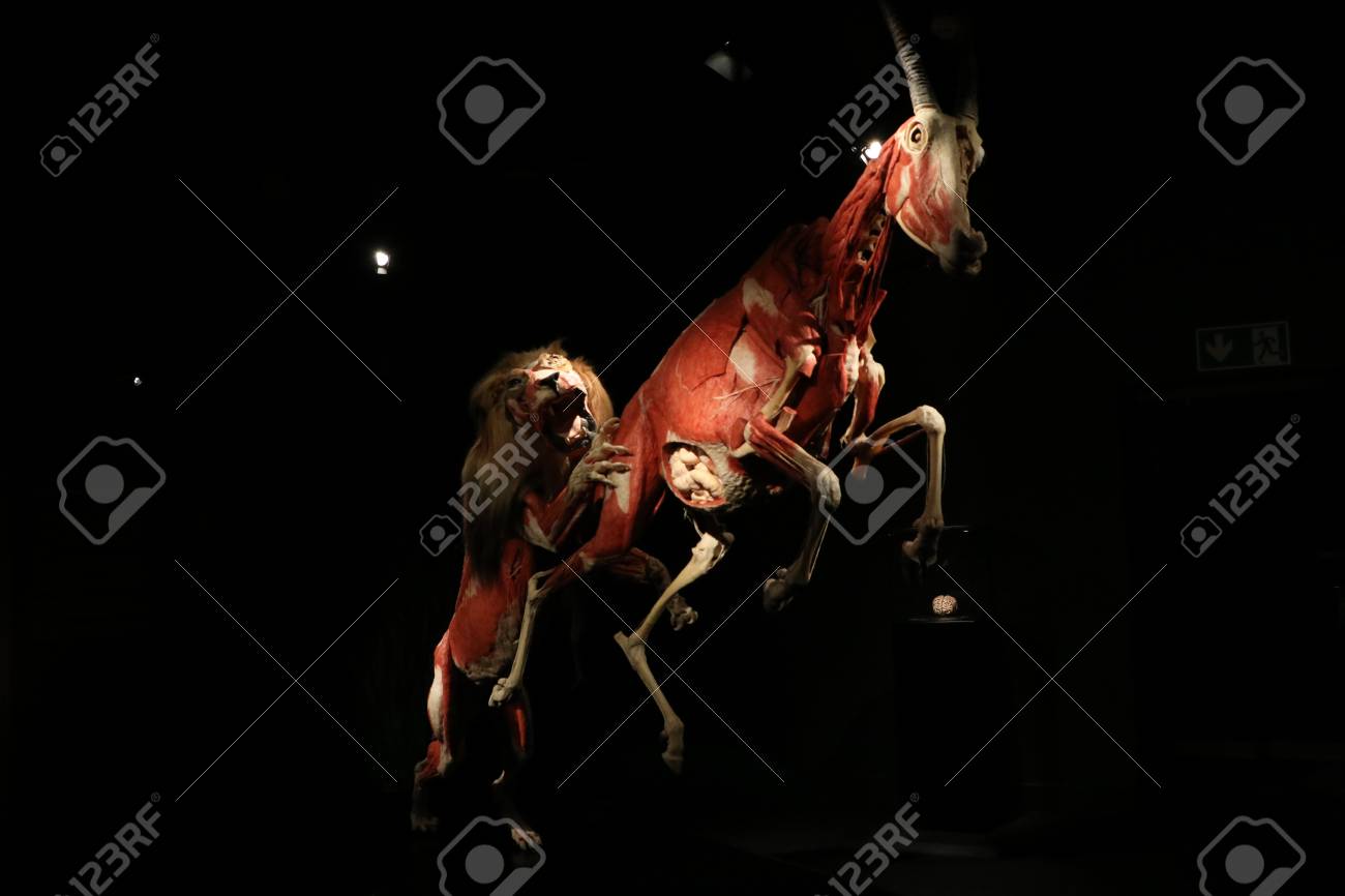 etiam-dictum-ipsum-a-felis