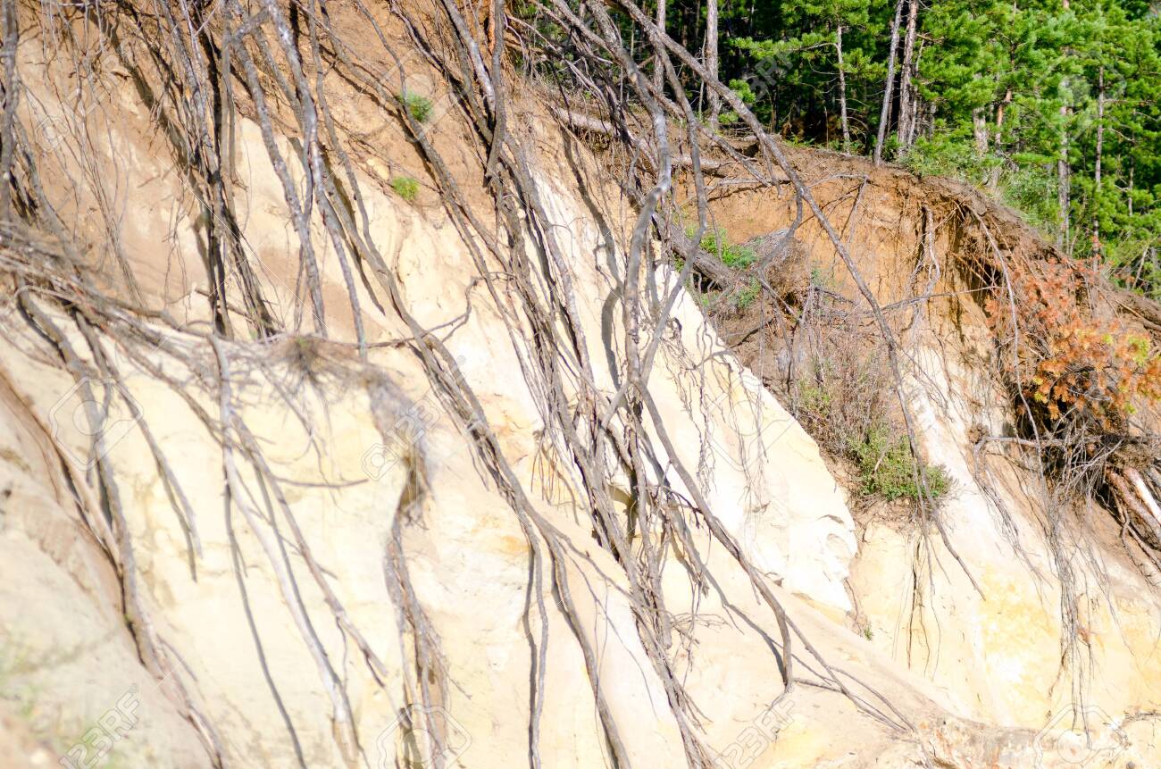 Выглянул корень. Выглянул корень. Выступающие корни деревьев. Корка дерева. Корни дерева.