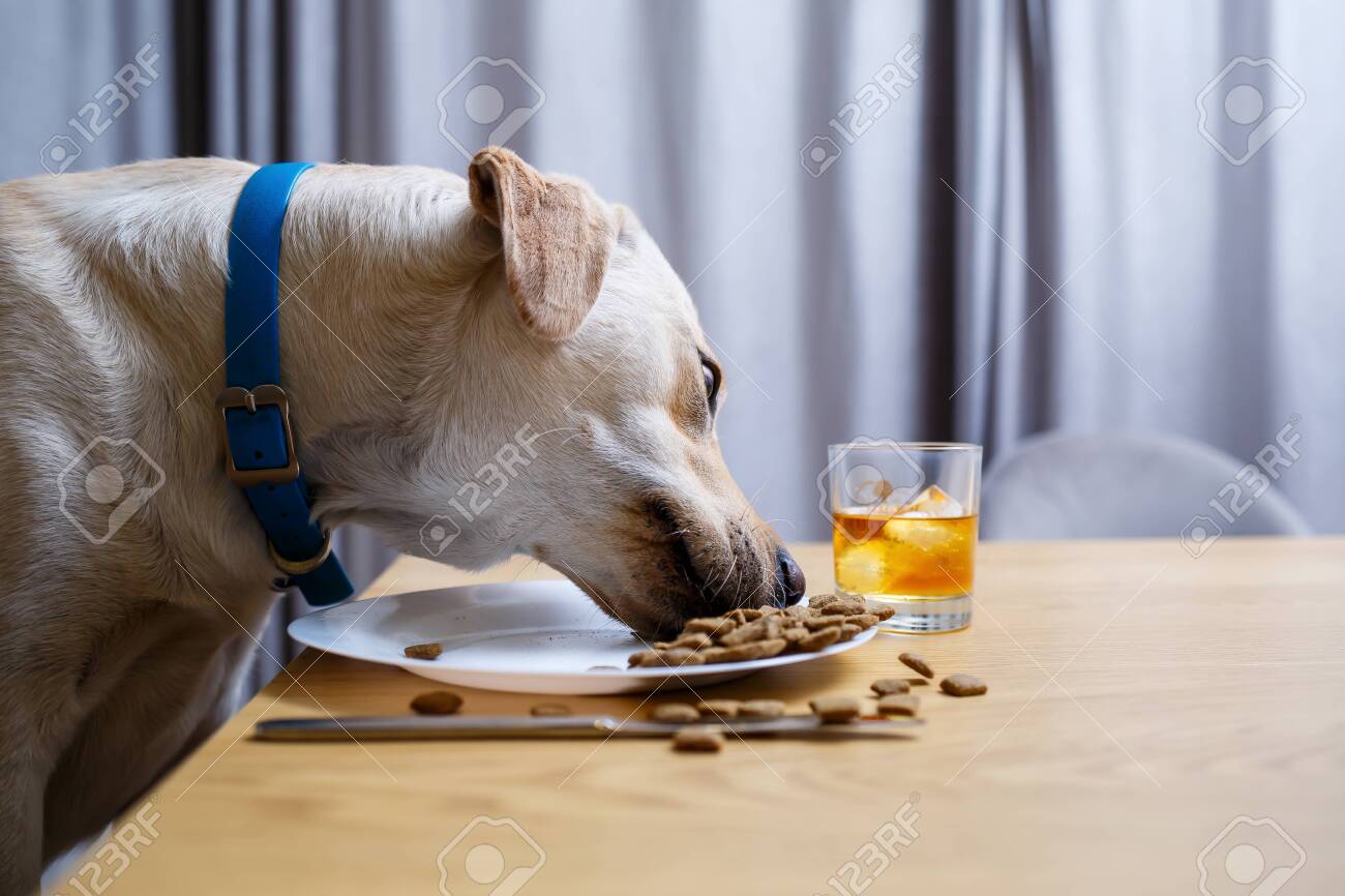 dog eating plate