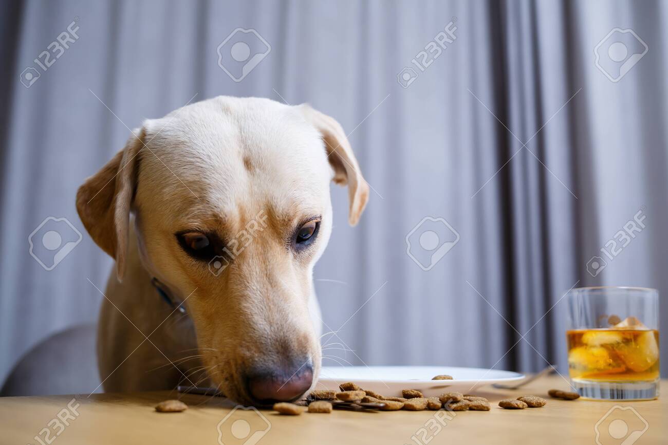 dog eating plate