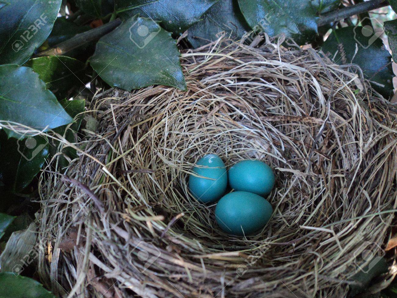 木の上に小鳥と卵 内 5 つの青い卵を木の枝に鳥の巣の写真素材・画像素材 Image