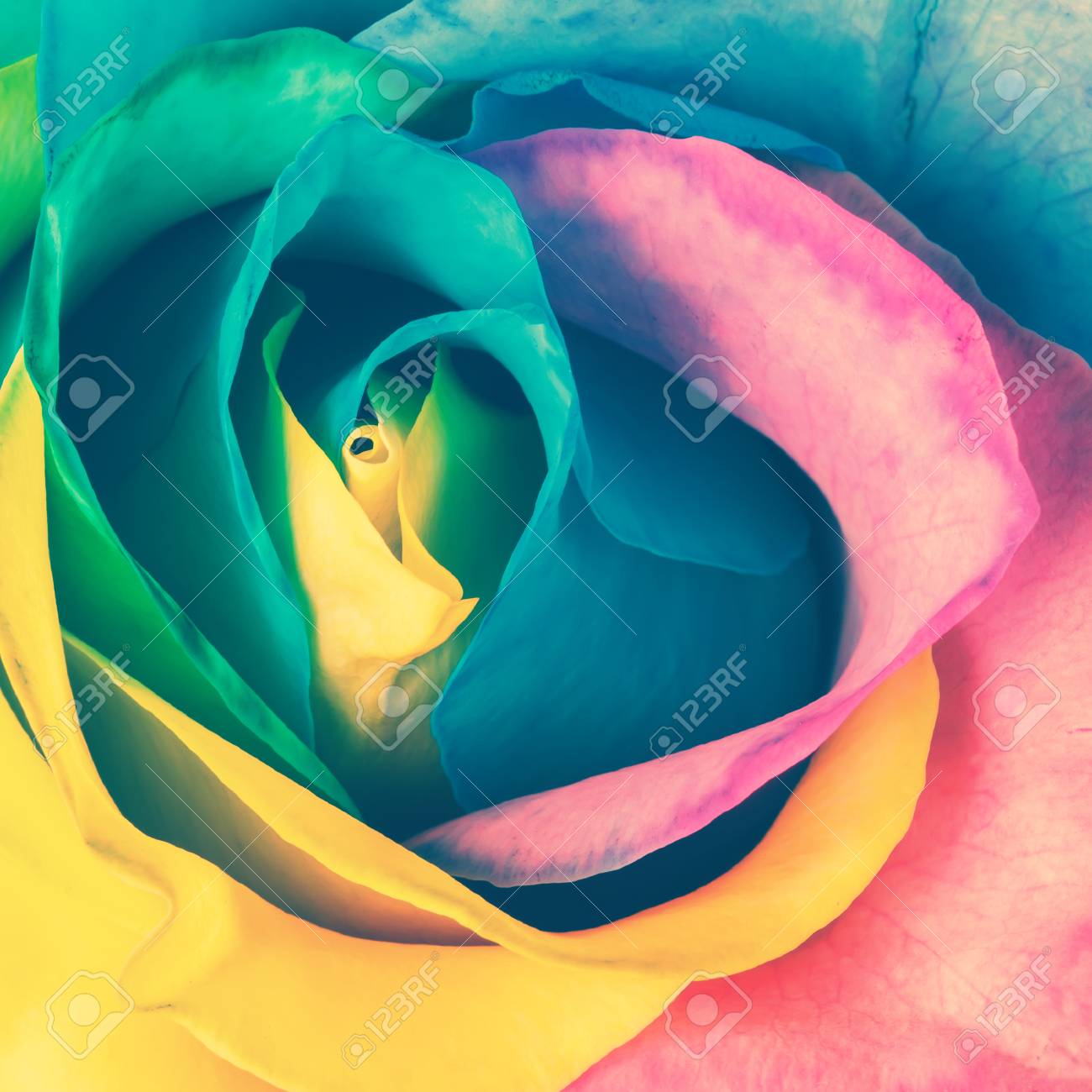 レインボー ローズ トーンのイメージ の写真素材 画像素材 Image