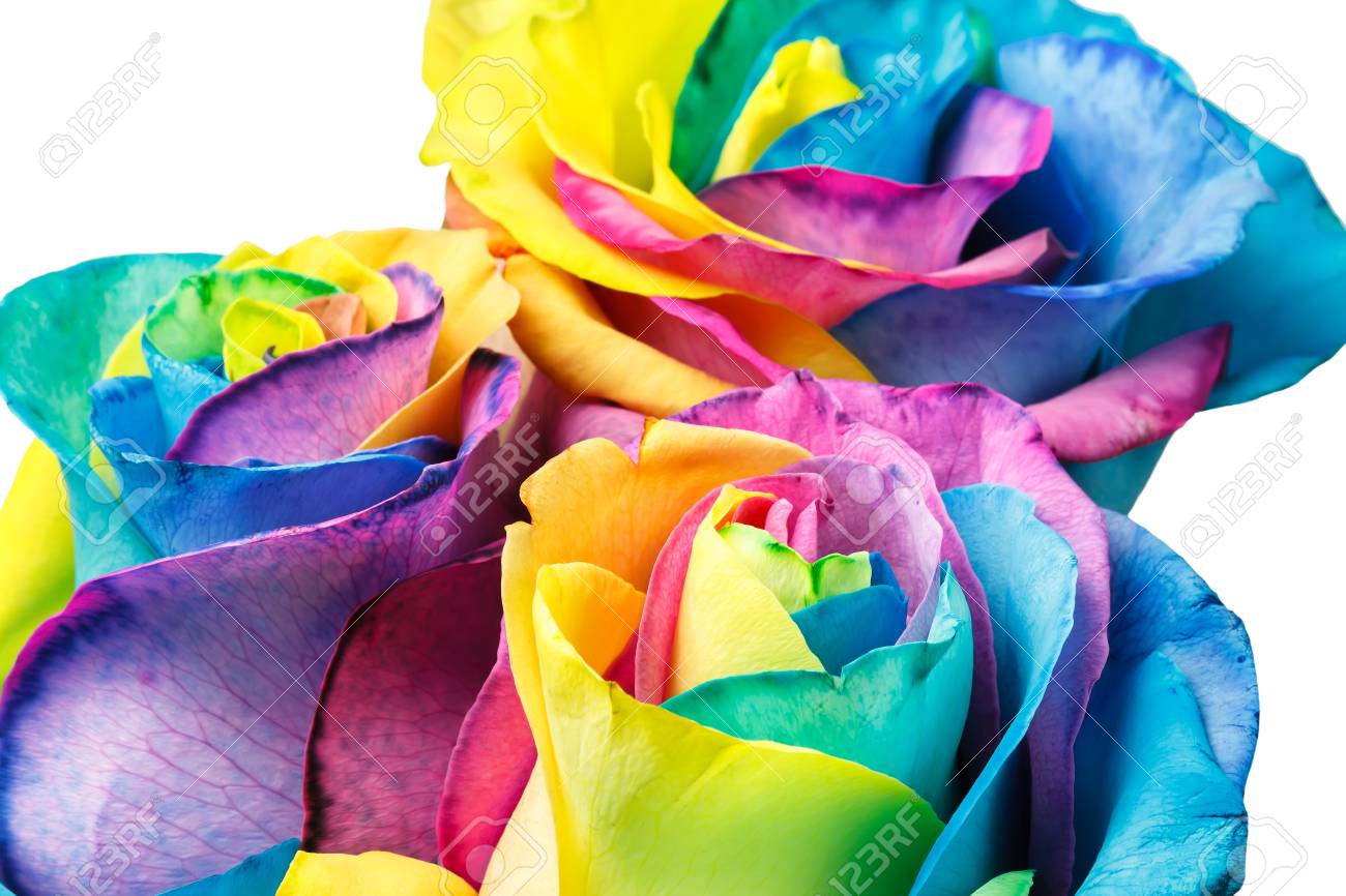 カラフルなバラ の写真素材 画像素材 Image