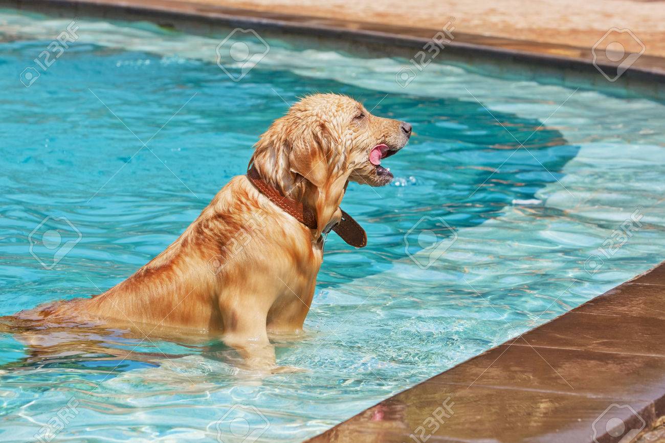 Playful Golden Retriever In Swimming Pool Stock Photo Picture And Royalty Free Image Image 53355015