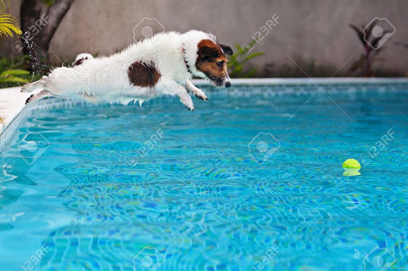 遊び心のあるジャック ラッセル テリア子犬スイミング プールは楽しい 犬ジャンプし ボールを取得するために水中に潜る の写真素材 画像素材 Image