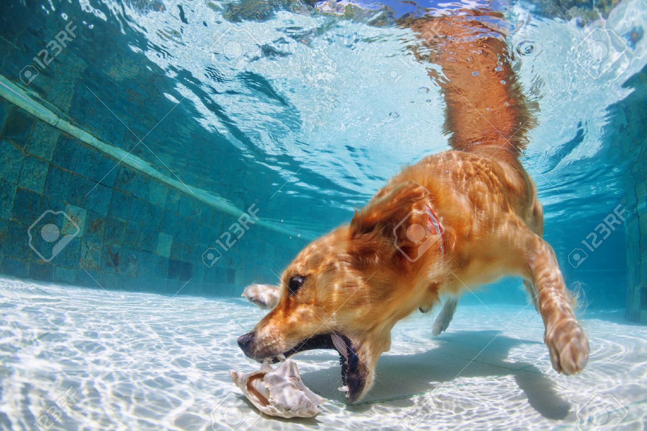 Ludique Or Chiot Labrador Retriever Dans La Piscine A Du Plaisir