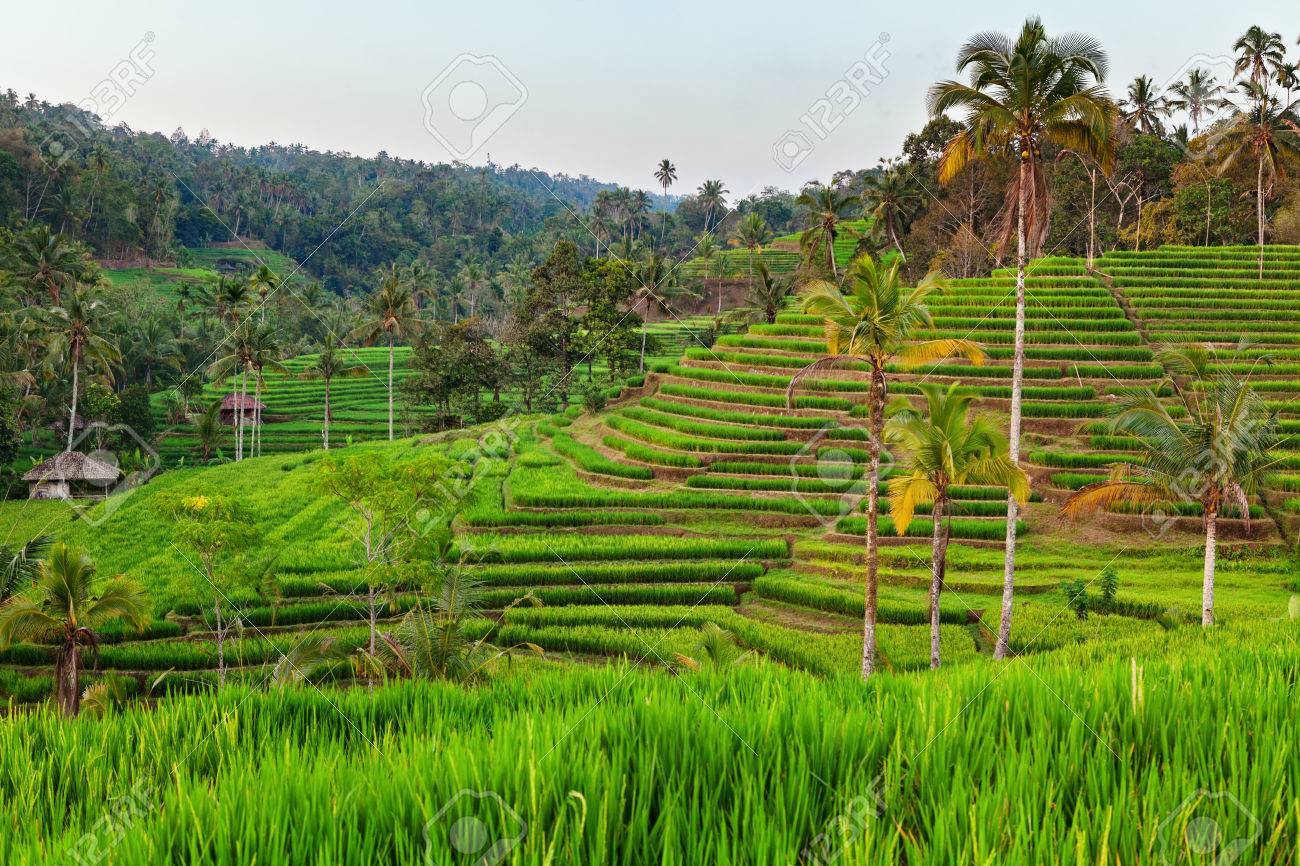 Beautiful view of Balinese green rice growing on tropical field terraces. Best scenic Asian backgrounds and landscapes, people culture and nature of Bali and Java islands, travel places in Indonesia - 72380068 Beautiful view of Balinese green rice growing on tropical field terraces. Best scenic Asian backgrounds and landscapes, people culture and nature of Bali and Java islands, travel places in Indonesia - 72380068
