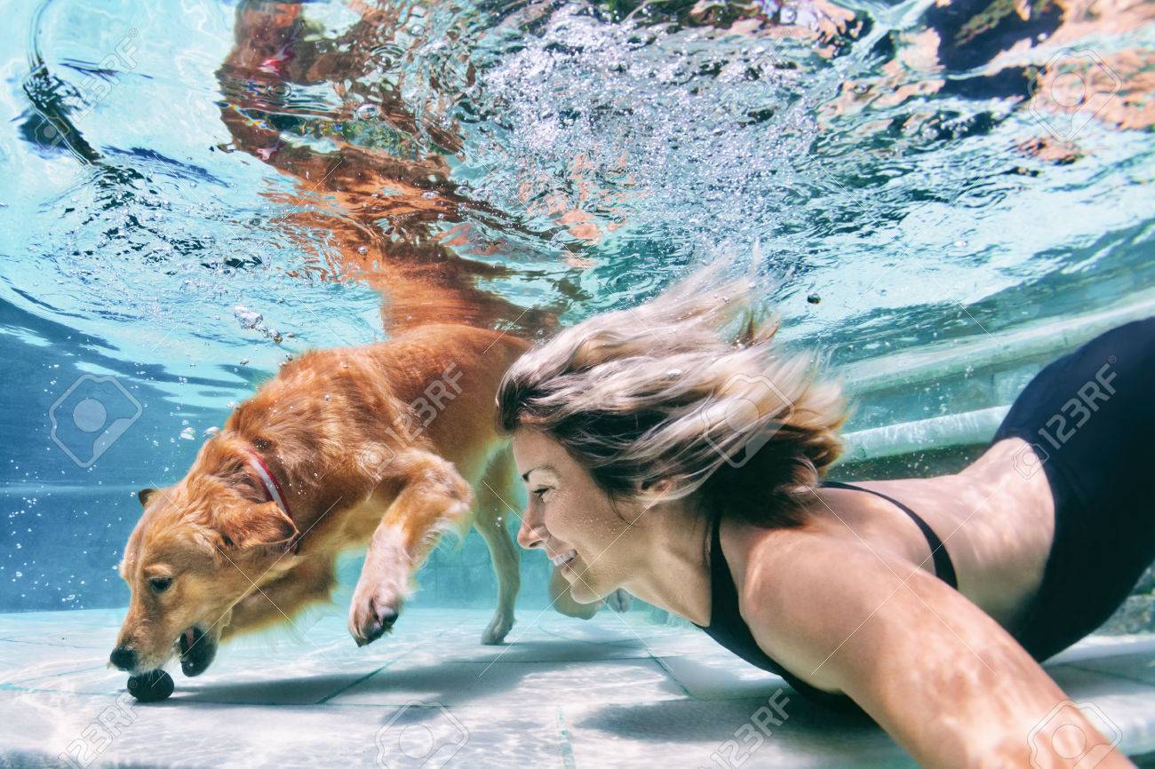Smiley woman play with fun jump and dive Poster Reproduction of Underwater action training golden retriever puppy in swimming pool Active water games with family pet popular dog breed like Smiley woman play with fun jump and dive Poster Reproduction of Underwater action training golden retriever puppy in swimming pool Active water games with family pet popular dog breed like