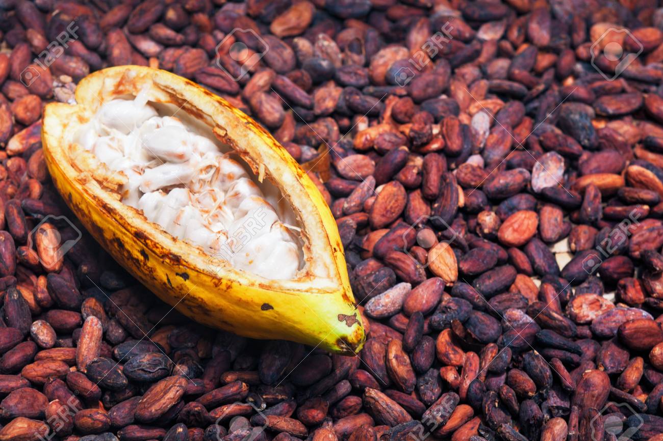 pic Cocoa Beans Plantation indonesian cocoa trees plantation harvest opened ripe pod on stock photo picture and royalty free image image 91271243