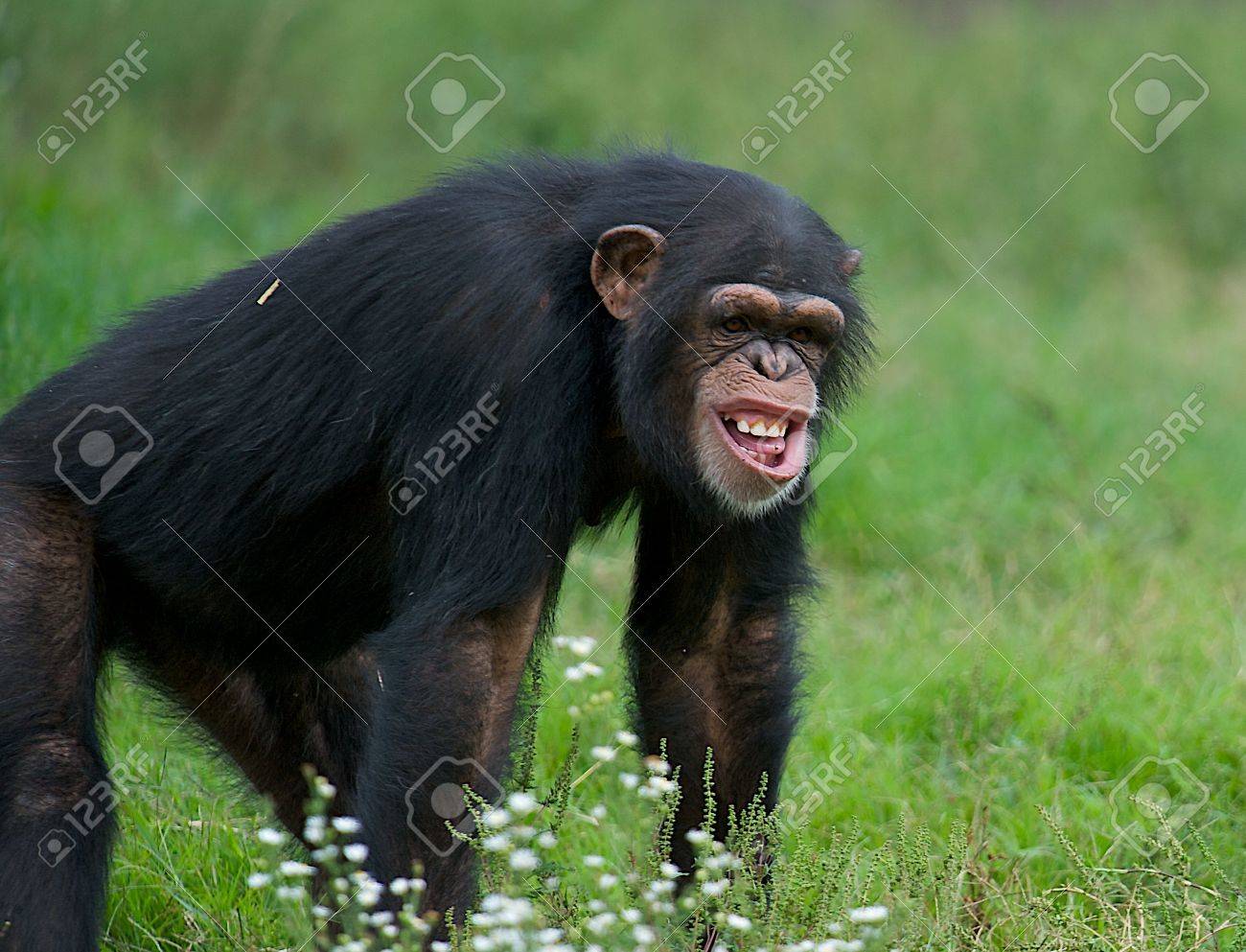 funny chimpanzee in the grass with a very strange expression stock