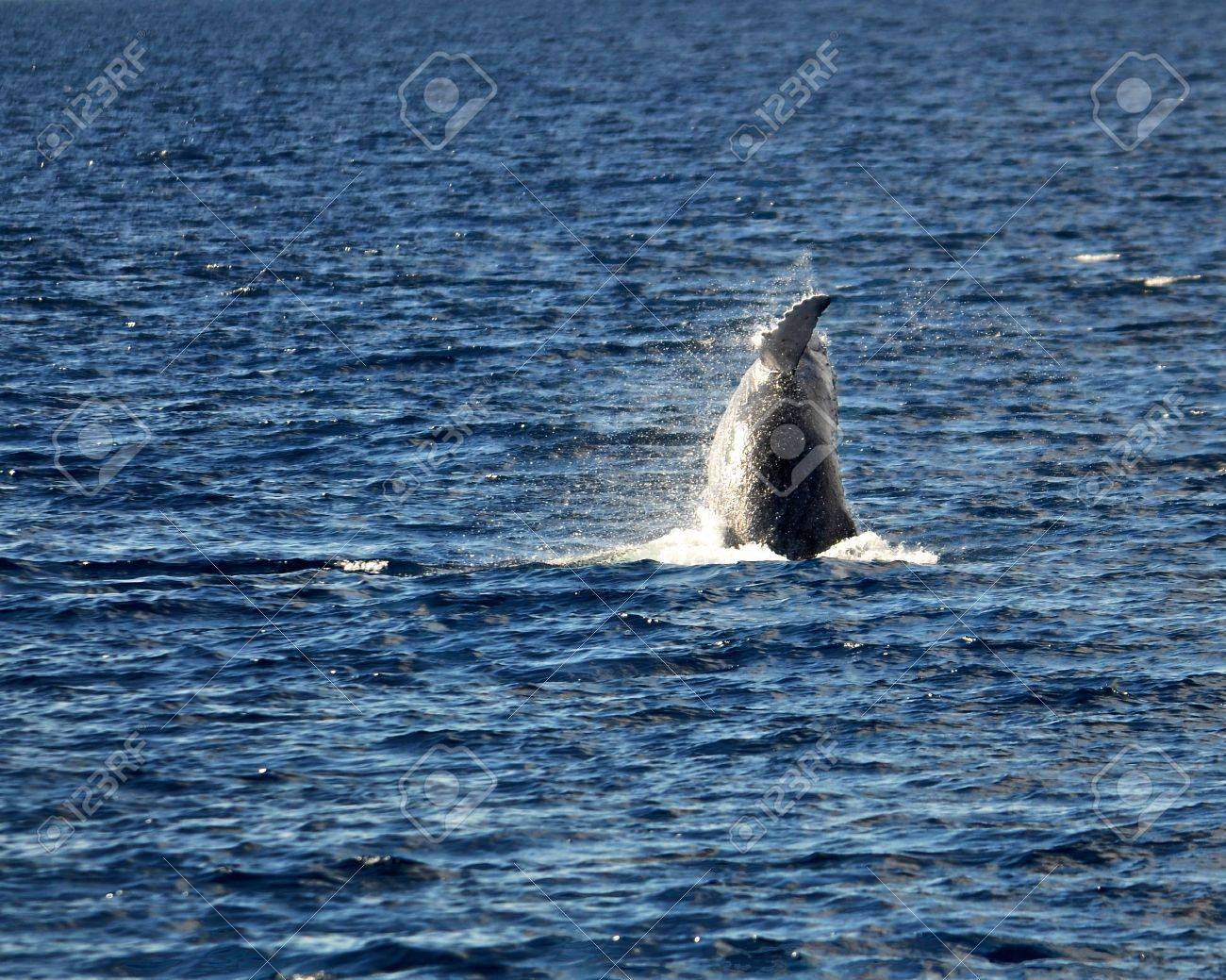 Atteinte A La Baleine A Bosse Bebe Lors D Une Visite D Observation Des Baleines A Maui Hawai Banque D Images Et Photos Libres De Droits Image