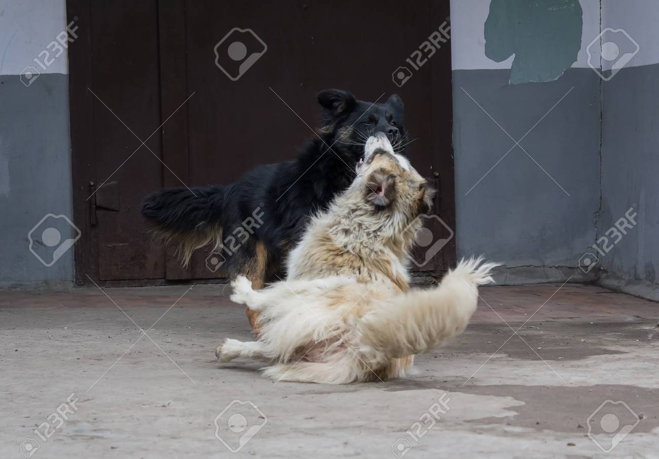 犬の戦い の写真素材 画像素材 Image
