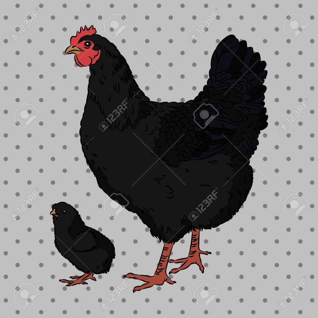Poulet Et Poussin De Bebe Couveuse Noir Realiste Isole Clip Art Libres De Droits Vecteurs Et Illustration Image