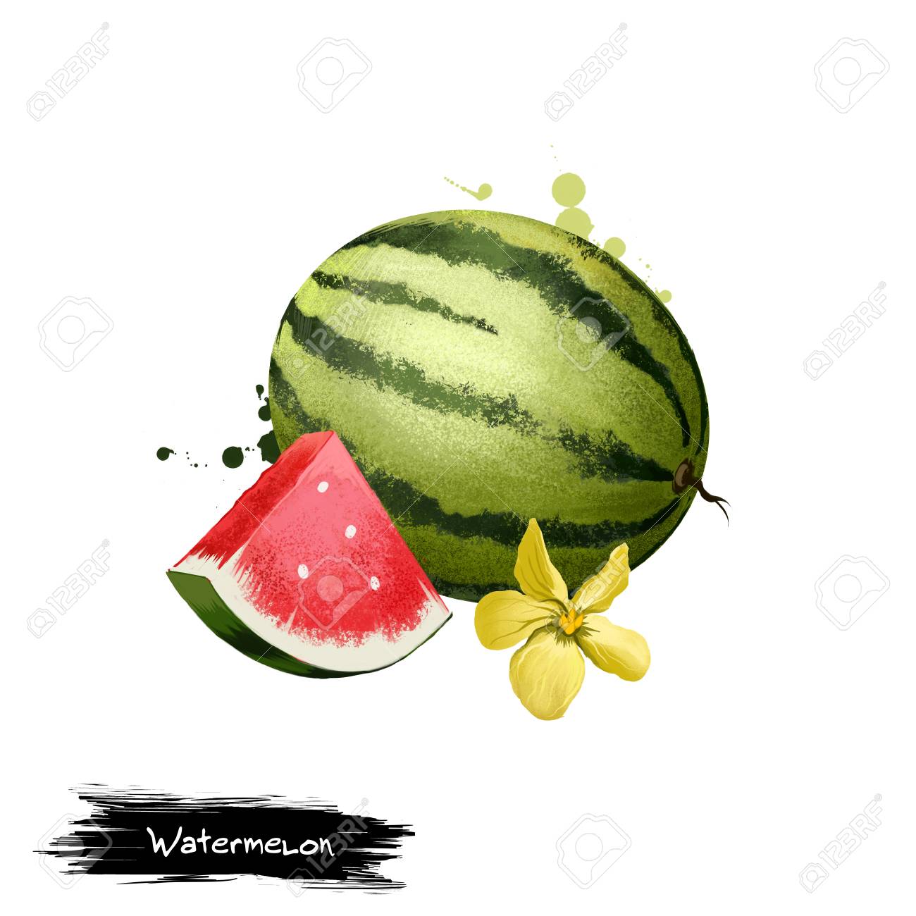 スイカ デジタル イラストは 白で隔離 すべてのベリー果実 花との作品 赤肉種で 有機健康食品 ペイントでデジタル アートをはねかける効果 デザインのグラフィック クリップ アート の写真素材 画像素材 Image
