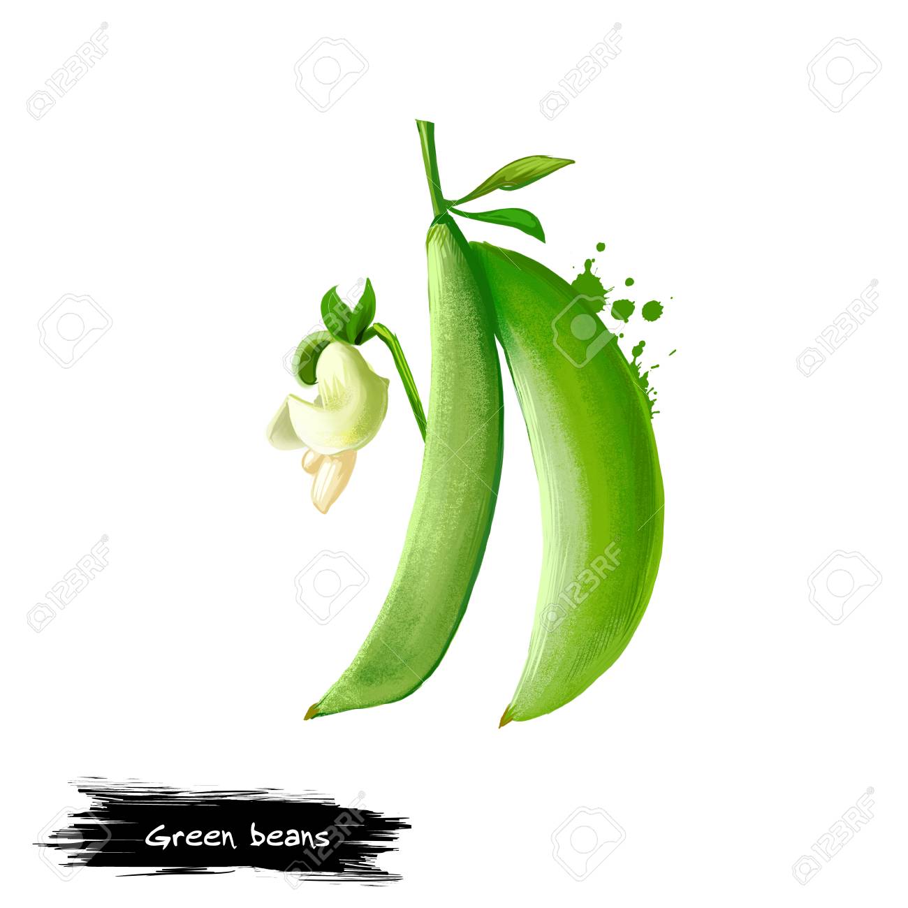 緑豆デジタル イラストは 白で隔離 フランスの豆 インゲン スナップ またはスナップ果実とインゲンの保護さや ペイントでデジタル アートをはねかける効果 グラフィック デザイン の写真素材 画像素材 Image