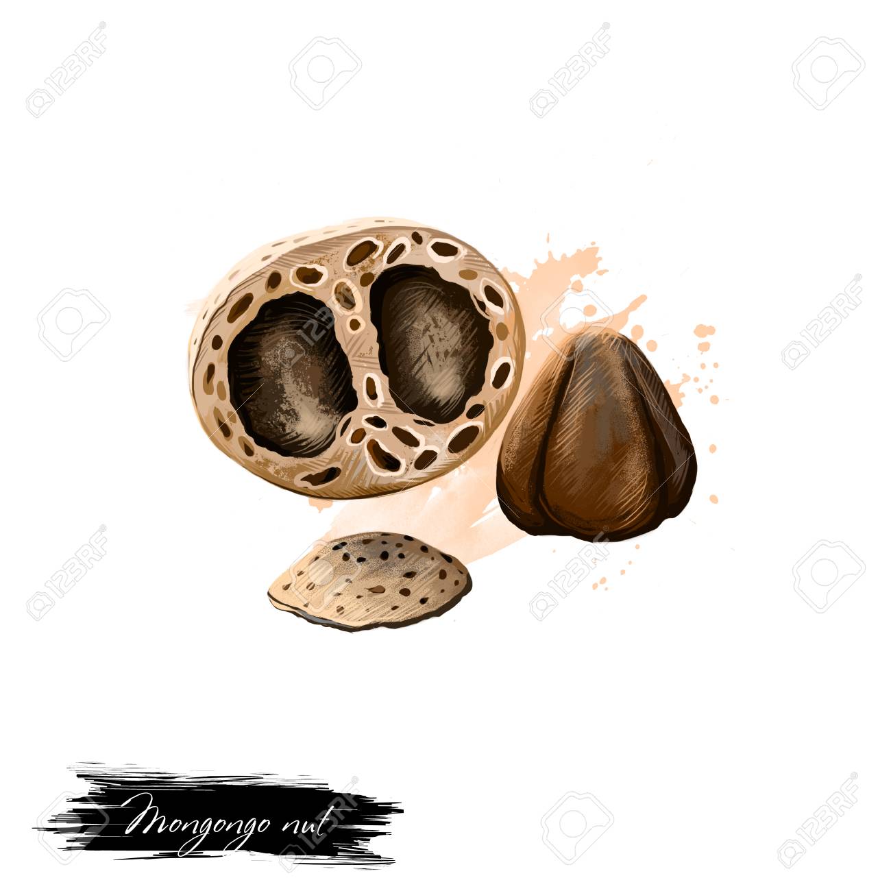 モンゴンゴ ナット白で隔離。モンゴンゴ フルーツ、manketti ナットまたは Nongongo  の描き下ろしイラストを手します。有機健康食品。ペイントでデジタル アートをはねかける効果。グラフィック デザイン、クリップアートの写真素材・画像素材  Image 83282041