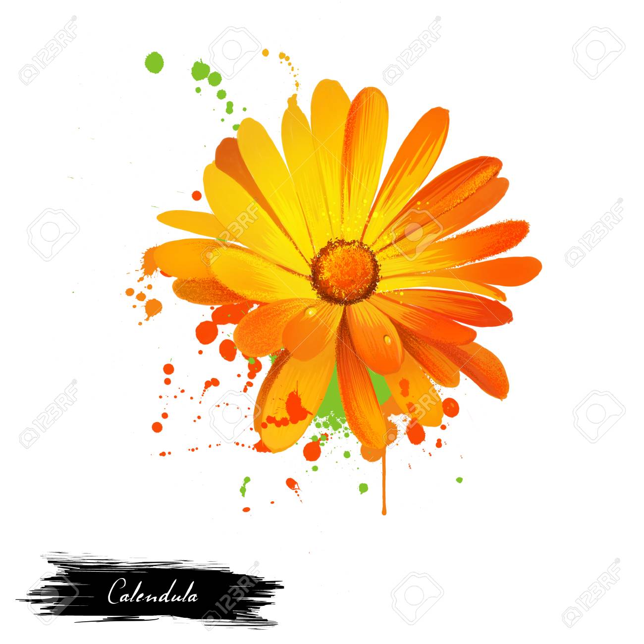 calendula illustration daisy family asteraceae marigolds genus