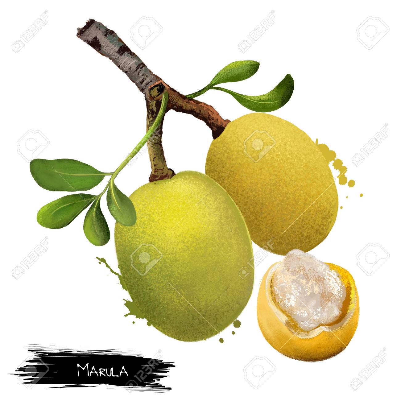 マルーラの枝の分離葉します の写真素材 画像素材 Image