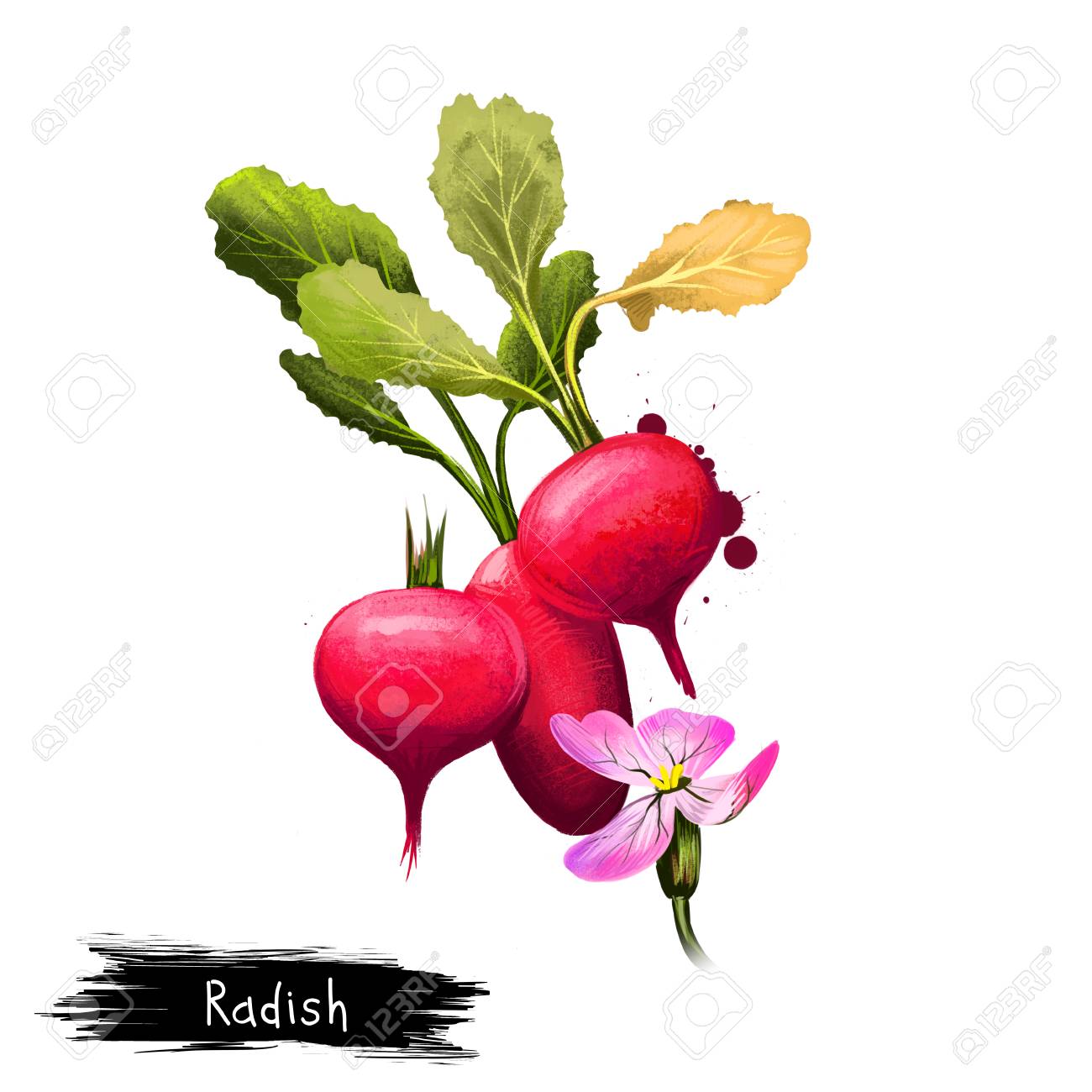 大根おろしやダイコンのハマダイコン又は白い背景で隔離のデジタル アート イラスト 有機健康食品 赤の野菜 手描き植物のクローズ アップ アート イラストをクリップします グラフィック デザイン要素 の写真素材 画像素材 Image