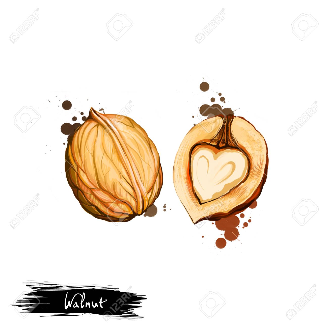 白い背景に孤立したクルミや Juglans 王水の手描きのイラスト オーガニックなヘルシーフード ペイントスプラッシュとデジタルアートは効果をドロップします デザイン Web 印刷用のグラフィッククリップアート の写真素材 画像素材 Image