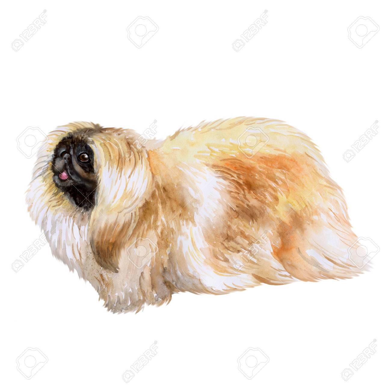 白い背景で隔離の中国 Pekingse 犬のポートレート 水彩のクローズ アップ ふわふわグッズ犬示す舌 手描きの甘いホーム ペット 人気のある小型犬です グリーティング カード デザイン クリップアート の写真素材 画像素材 Image