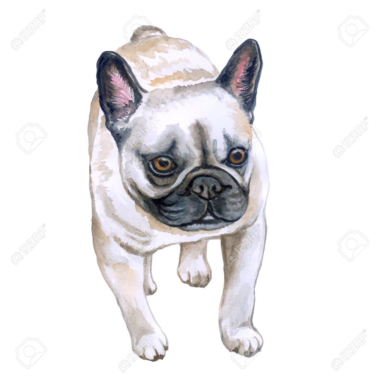 french bulldog short haired
