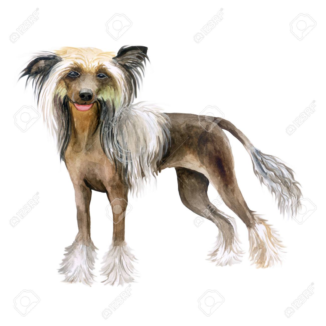 Aquarelle Closeup Portrait De Chien Mignon Chien De Crete Chinoise Isole Sur Fond Blanc Pas De Peau De Chien Noir Et Sans Poils Qui Montre La Langue Mignon A La Main Tire