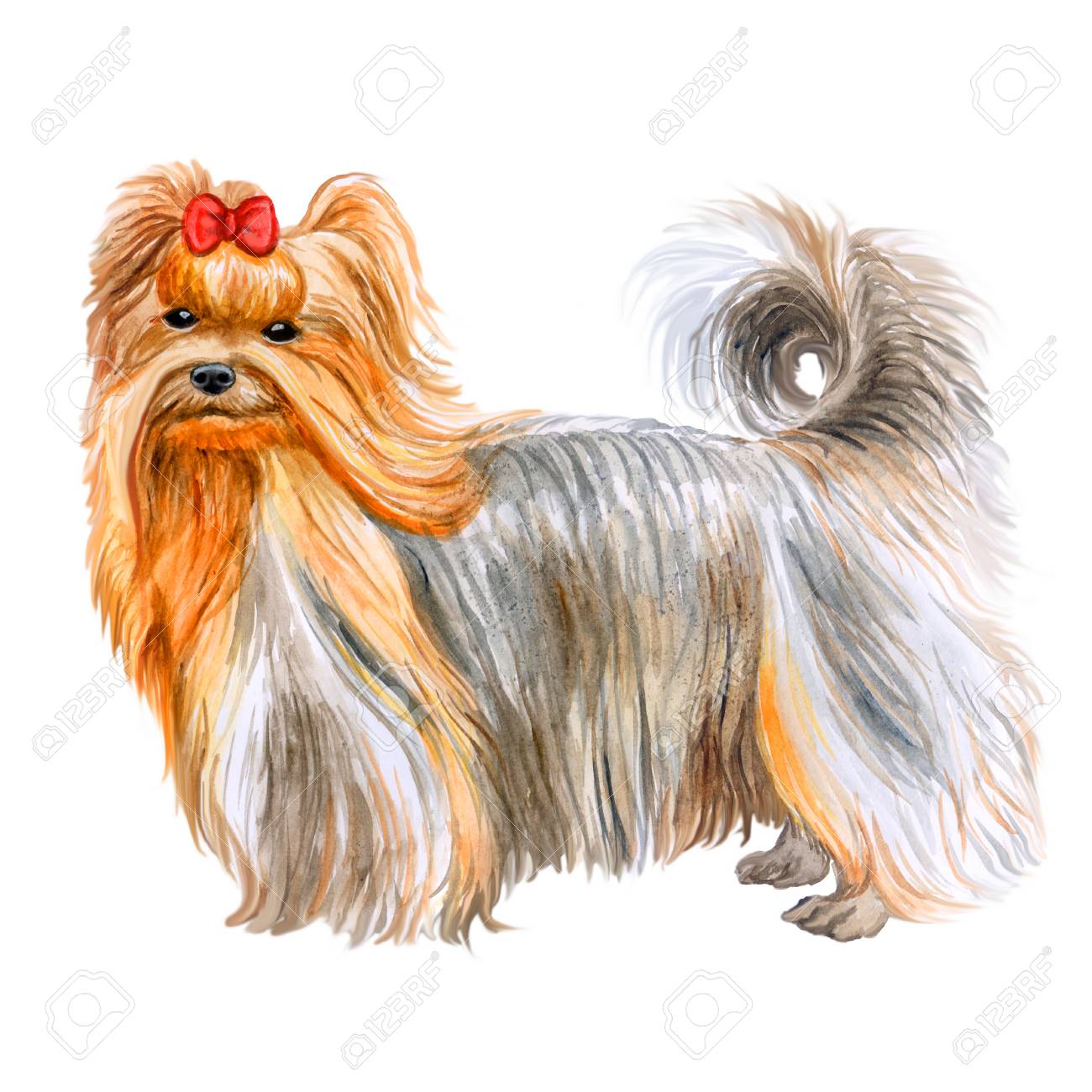 かわいいヨークシャー テリア犬は 白い背景で隔離の水彩のクローズ アップの肖像画 テリア型の小型犬種 手描きの甘いホーム ペット グリーティング カード デザイン クリップ アート イラスト の写真素材 画像素材 Image