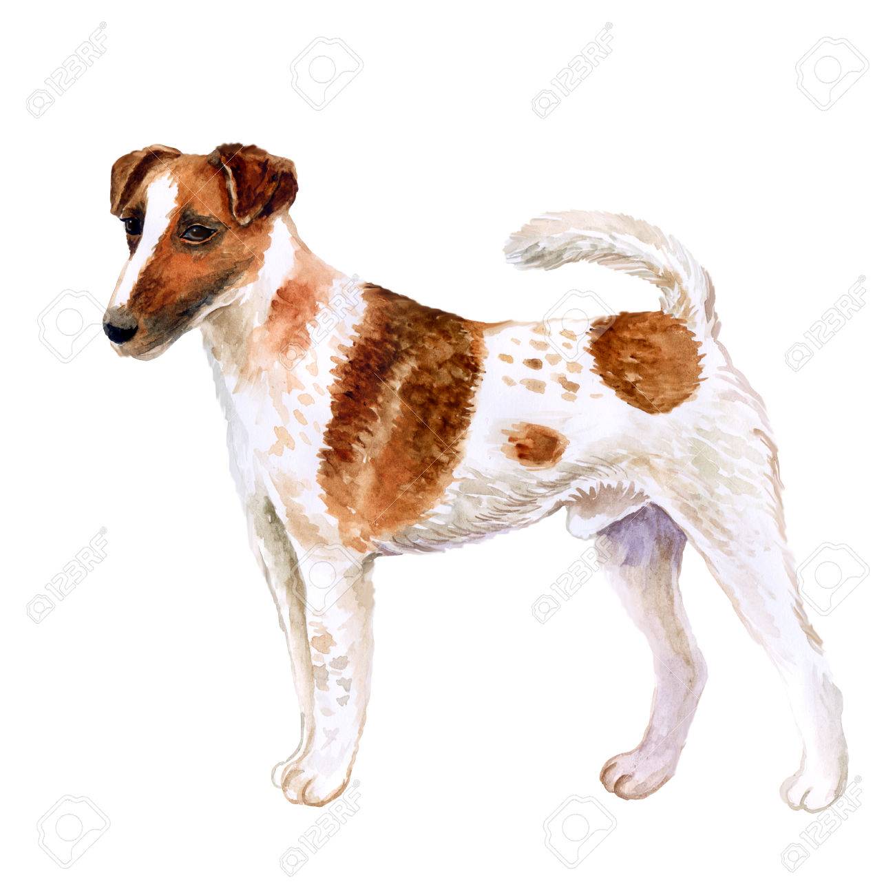 Aquarelle Agrandi Portrait De Mignon Chien De Race Lisse Fox Terrier Isolé Sur Fond Blanc Shorthair Petit Chien De Chasse Posant à Lexposition