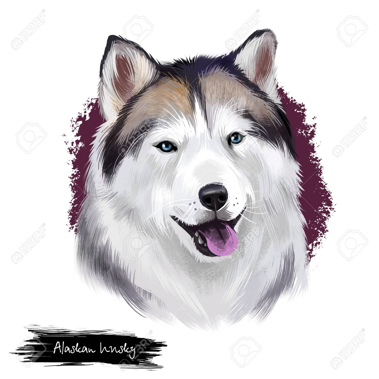アラスカのハスキーは 白い背景に分離されたデジタルアートイラストを繁殖 かわいい国内純血種動物 マラミュートは 北オオカミの広い開いた口 長い毛皮を持つ北極の犬と純粋な肖像画 の写真素材 画像素材 Image
