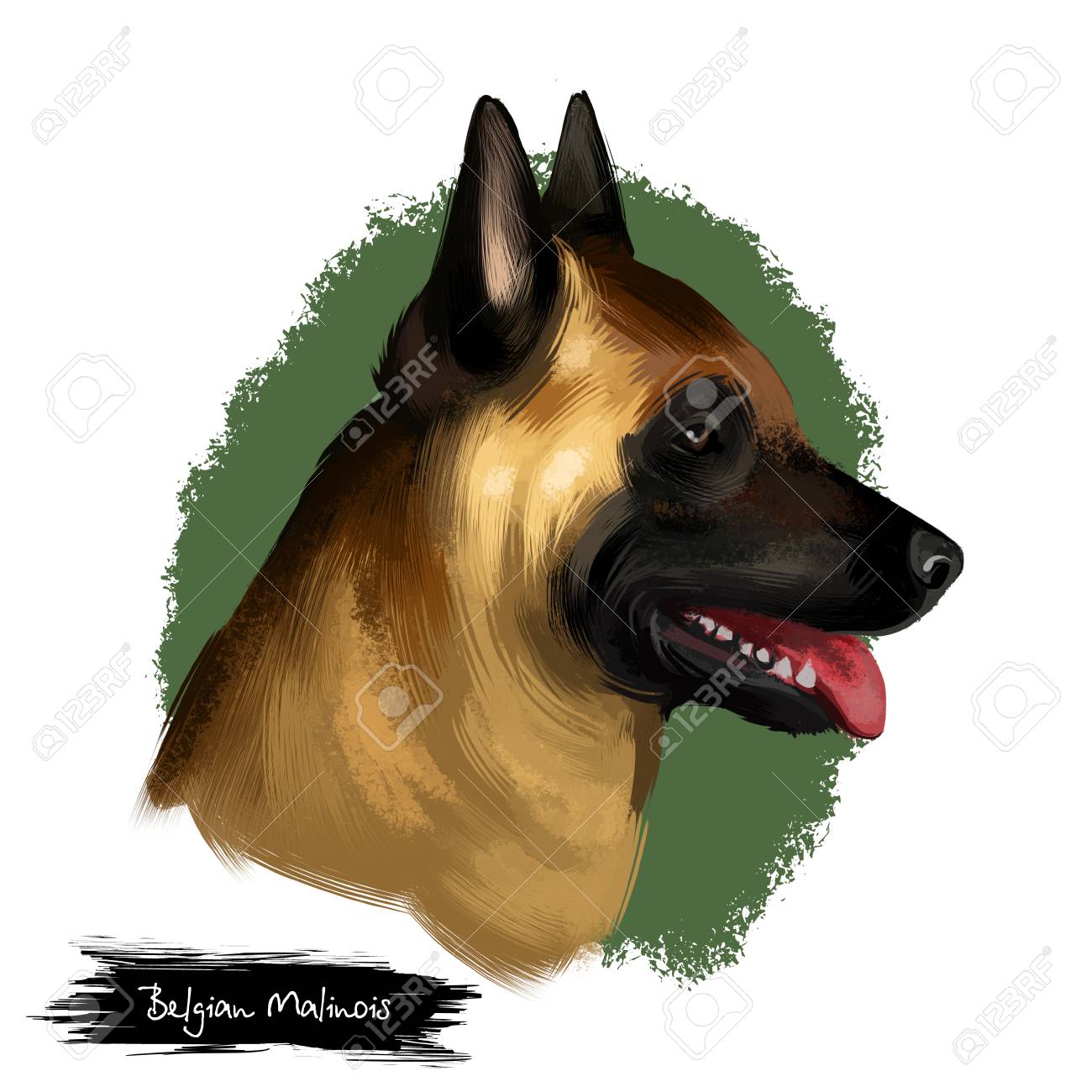 Malinois Belge Mechelaar Mechelse Herder Elevage Chien De Race Illustration D Art Numerique Isole Sur Fond Blanc Chien De Travail D Origine Belge Portrait Dessine A La Main Pour Animaux De Compagnie Mignon Conception
