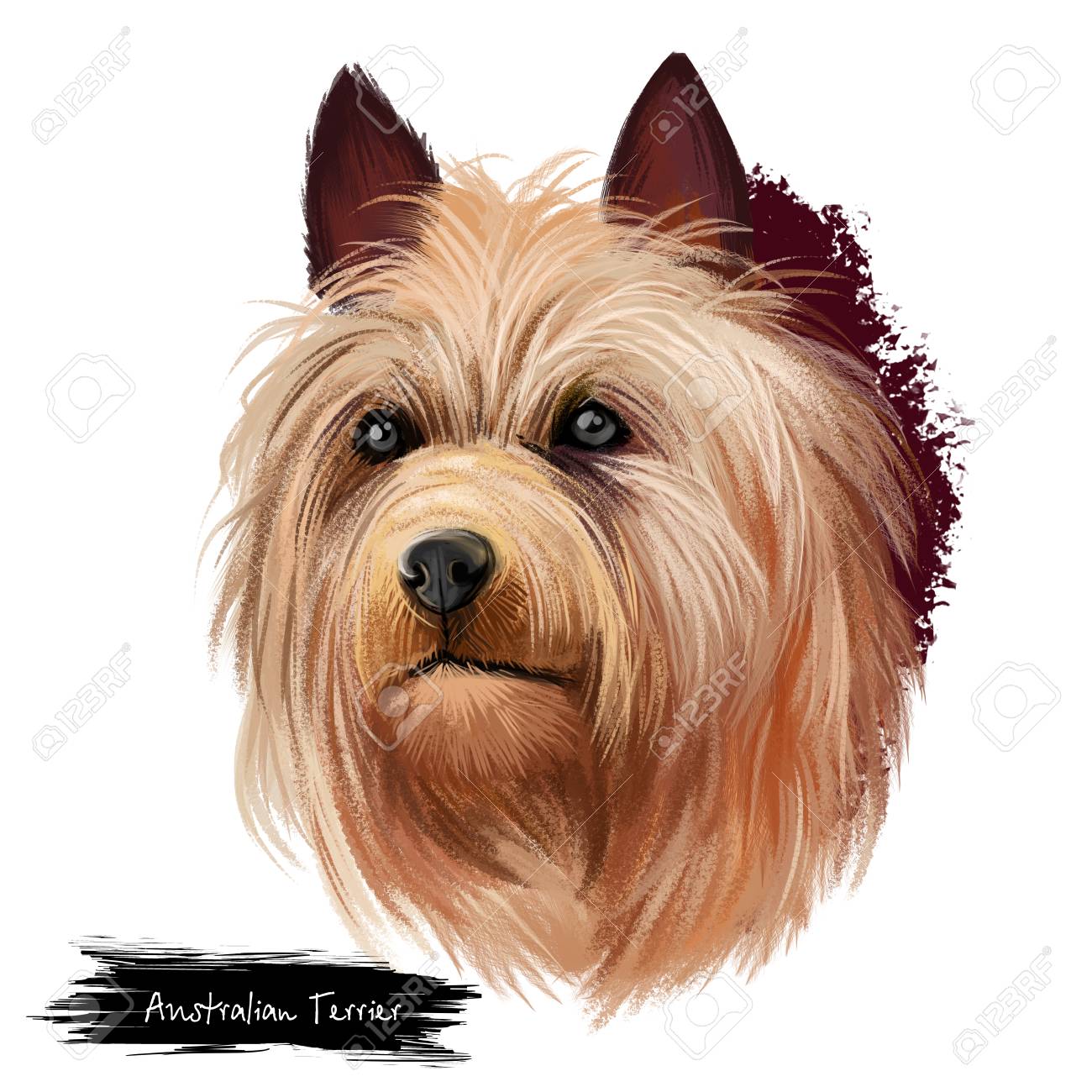 Australian Terrier Dog Breed Digital Art Illustration Isolated